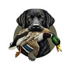 Black Lab Duck Hunt Black Lab Duck Hunt